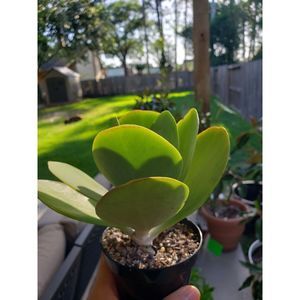 Flapjack Succulent